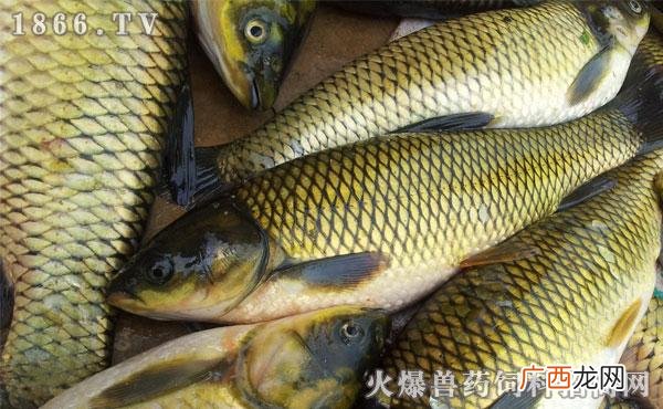 大草鱼的养殖技术 大规格草鱼养殖密度
