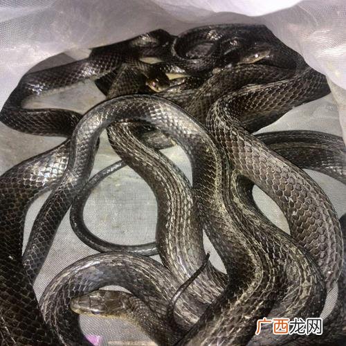 眼镜王蛇怕大王蛇 大王蛇发酵床养殖密度