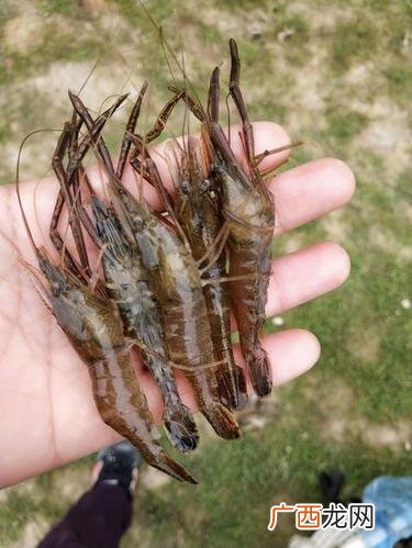 室内淡水虾养殖条件 淡水虾苗养殖技术