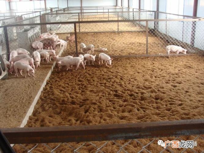 干式发酵床制作视频 发酵床养殖技术视频