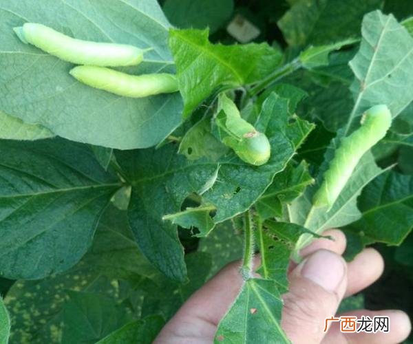 豆虫养殖技术视频 豆青虫如何人工养殖