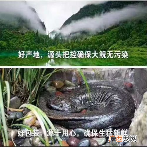 娃娃鱼的养殖技术 福建娃娃鱼养殖基地