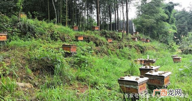 附近的意大利蜂养殖场 福建中蜂养殖场