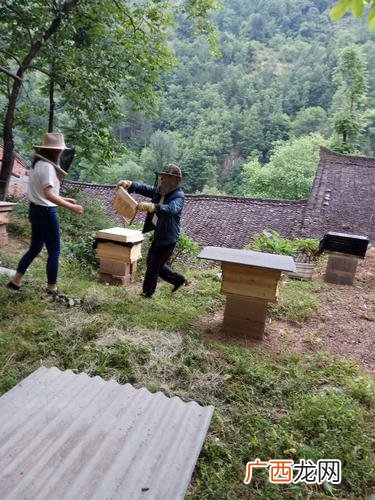 附近的意大利蜂养殖场 福建中蜂养殖场