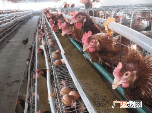 蛋鸡饲养管理技术要点 蛋鸡养殖常见问题