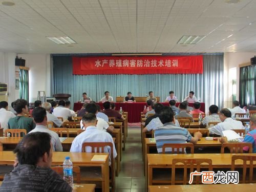 野生石蛙怎么养殖技术 广东石蛙养殖技术那里有培训