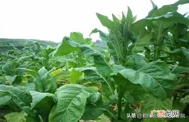 国家现在扶持什么项目（现在国家扶持什么种植