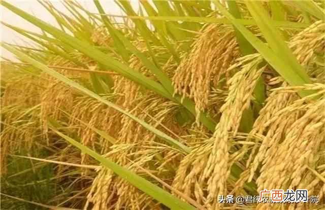 国家现在扶持什么项目（现在国家扶持什么种植