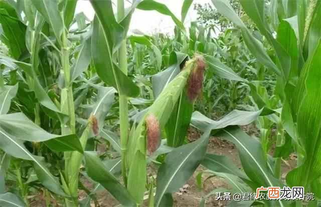 国家现在扶持什么项目（现在国家扶持什么种植