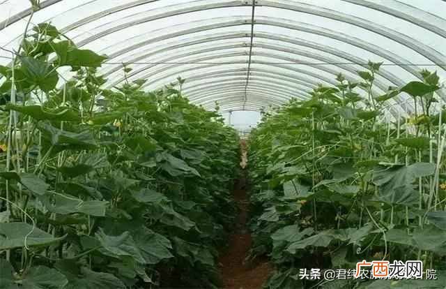 国家现在扶持什么项目（现在国家扶持什么种植