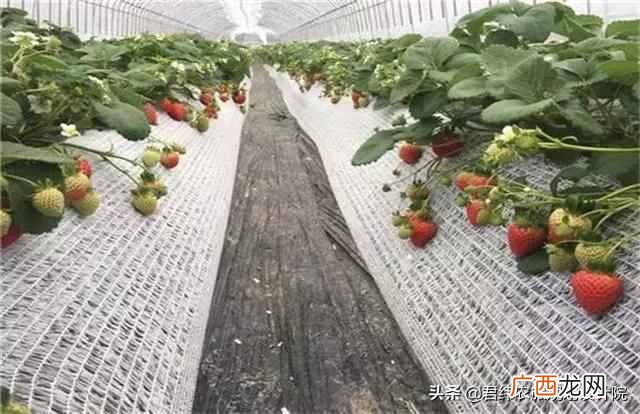 国家现在扶持什么项目（现在国家扶持什么种植