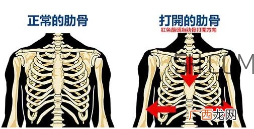 小腹突出是怎么回事_和肋骨有关吗