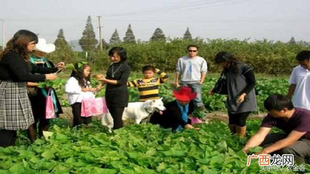 二十万能投资什么生意（在农村有20万投资什么项