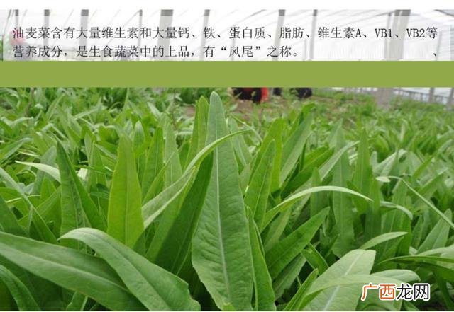 耐寒的农作物,冬天适合种植什么农作物