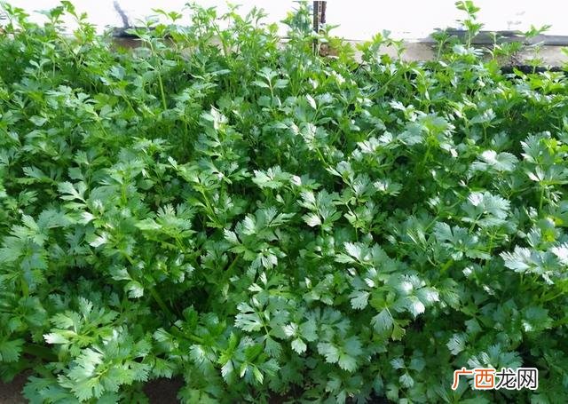 耐寒的农作物,冬天适合种植什么农作物