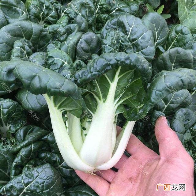 耐寒的农作物,冬天适合种植什么农作物