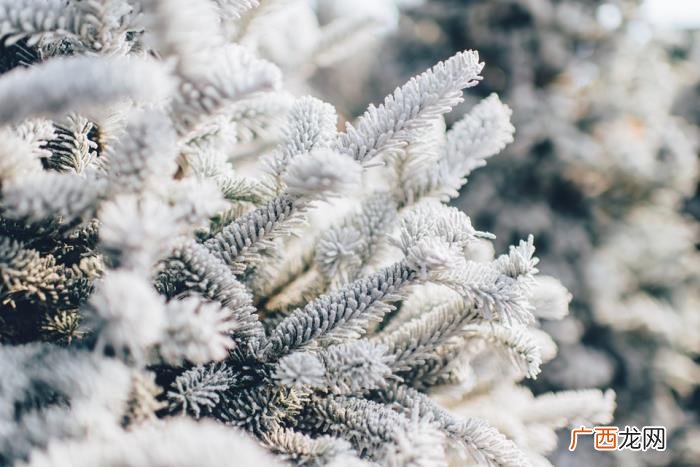 那些赞美雪的古诗词 赞美雪