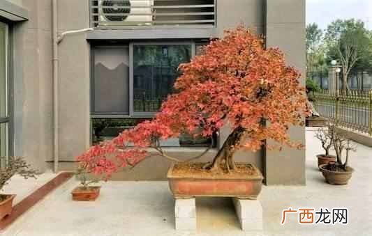 在屋子里养什么盆景值钱(家里适合养哪些盆景