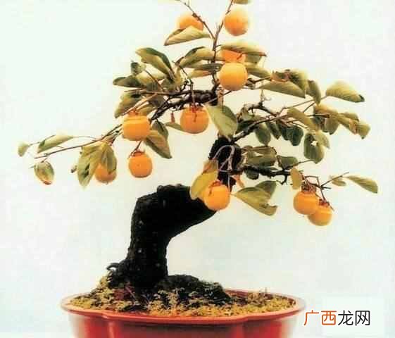 在屋子里养什么盆景值钱(家里适合养哪些盆景