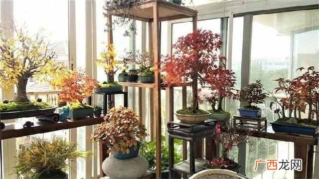 在屋子里养什么盆景值钱(家里适合养哪些盆景