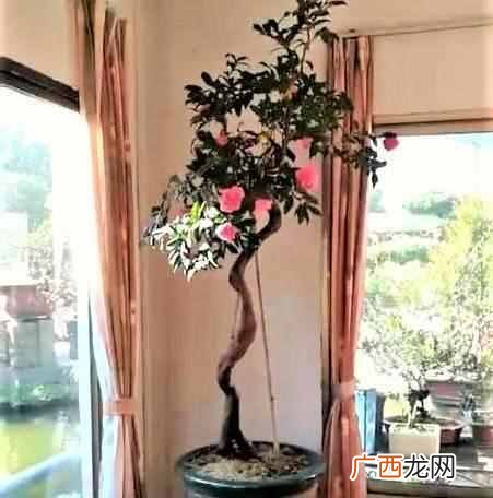 在屋子里养什么盆景值钱(家里适合养哪些盆景