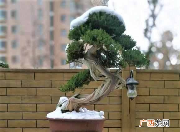 在屋子里养什么盆景值钱(家里适合养哪些盆景
