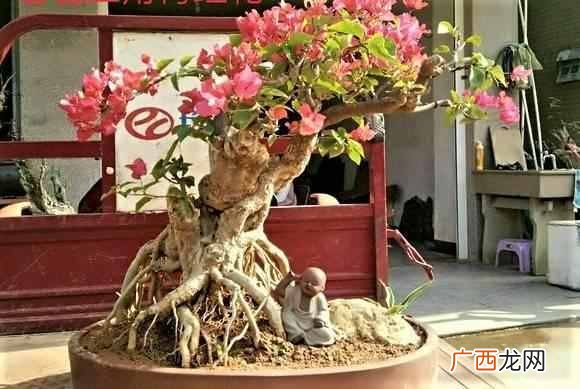 在屋子里养什么盆景值钱(家里适合养哪些盆景