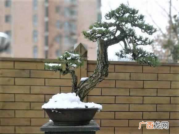 在屋子里养什么盆景值钱(家里适合养哪些盆景
