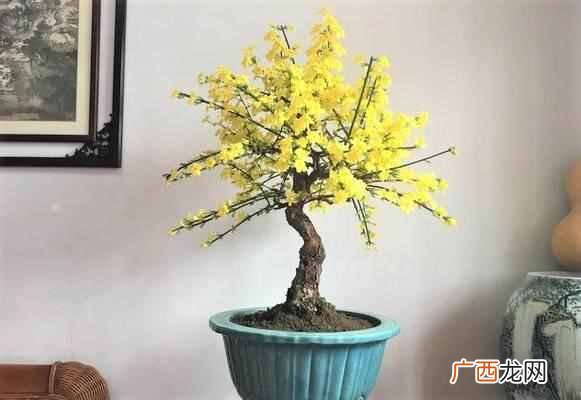 在屋子里养什么盆景值钱(家里适合养哪些盆景