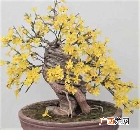 在屋子里养什么盆景值钱(家里适合养哪些盆景