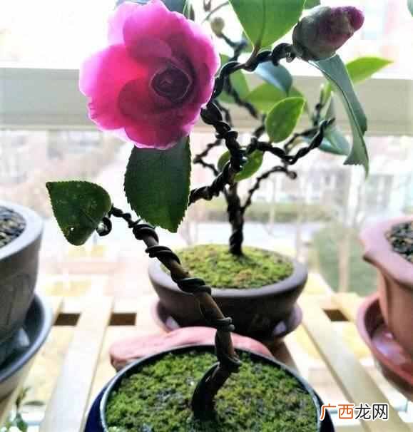 在屋子里养什么盆景值钱(家里适合养哪些盆景