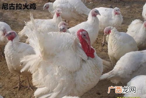 三黄鸡养殖 火鸡养殖的地理要求