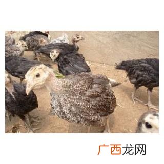 三黄鸡养殖 火鸡养殖的地理要求