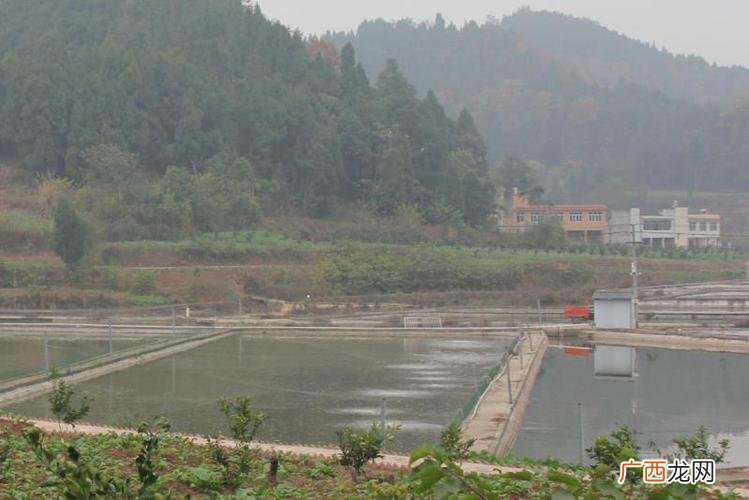 鲟鱼养殖技术 江西鲟鱼养殖基地