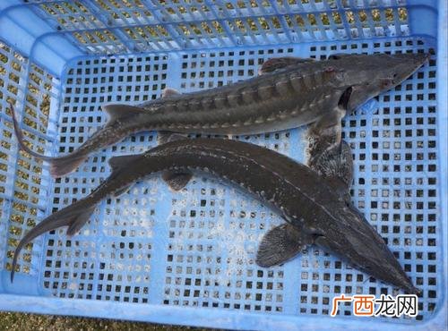 鲟鱼养殖技术 江西鲟鱼养殖基地