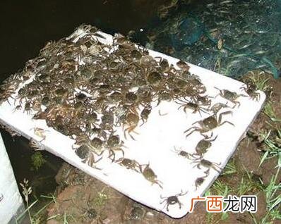 新式青蟹塑料养殖笼 河蟹养殖条件