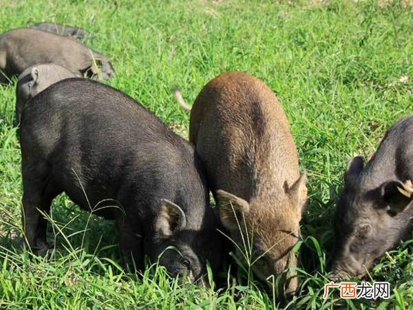 广西环江香猪养殖基地 科技苑野香猪养殖