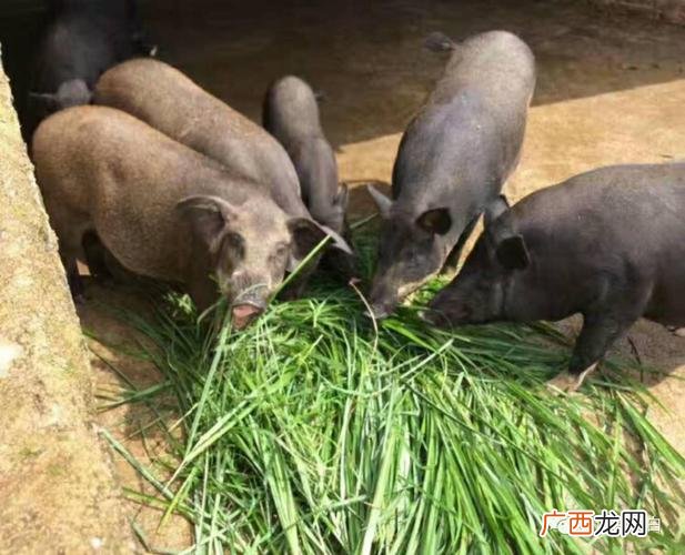 广西环江香猪养殖基地 科技苑野香猪养殖