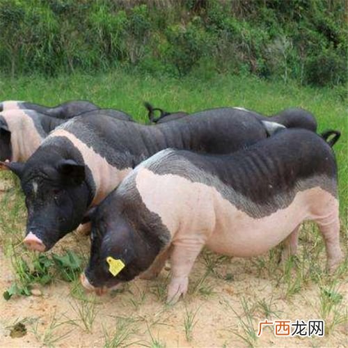 广西环江香猪养殖基地 科技苑野香猪养殖