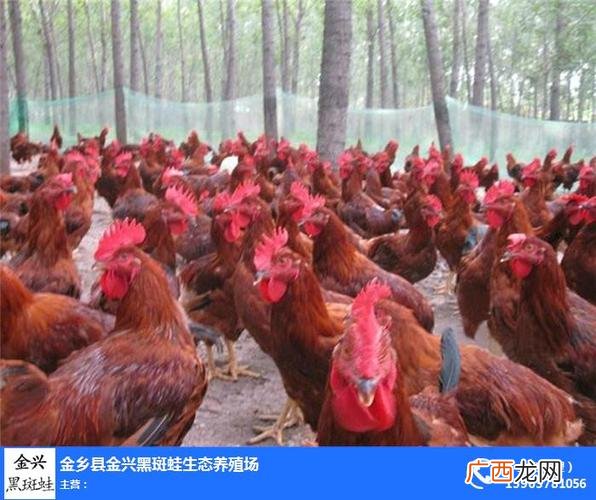 鸡养殖场 黑风鸡养殖场