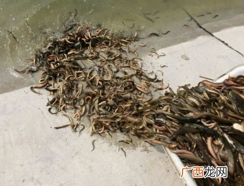 泥鳅养殖基地在哪 昆明有养殖泥鳅的基地