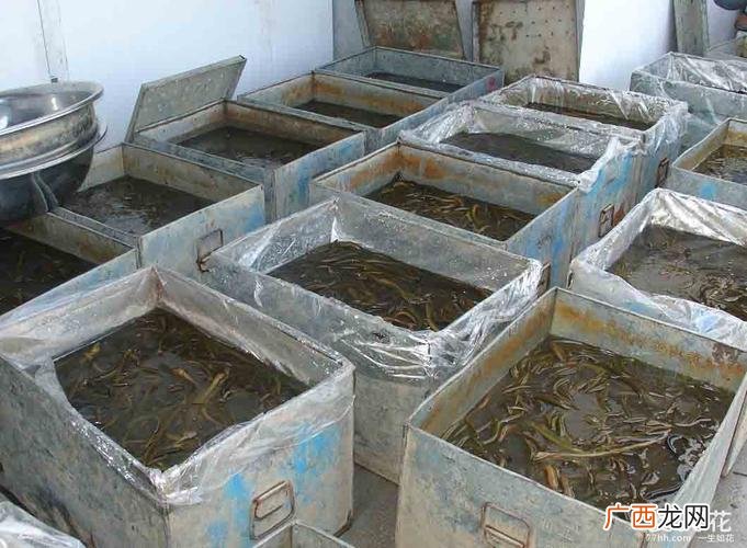 泥鳅养殖基地在哪 昆明有养殖泥鳅的基地