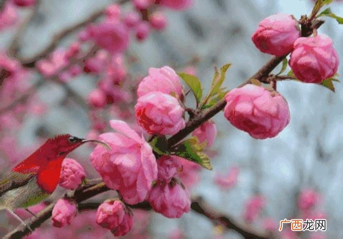 平安夜保你全家幸福平安 平安夜对父母暖心话