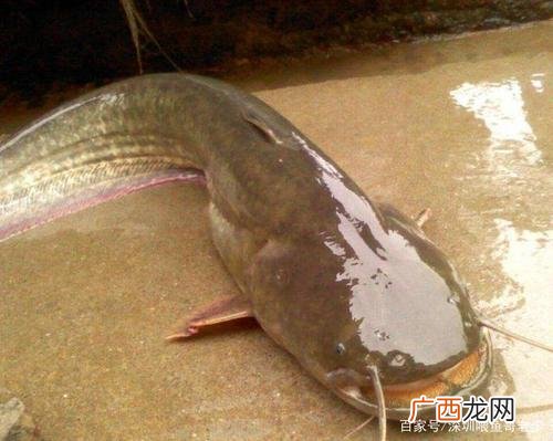 鲶鱼养殖技术视频 鲶鱼养殖和野生区别