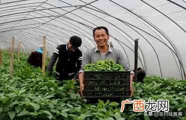 农村白手起家赚钱项目 农村现在干什么赚钱