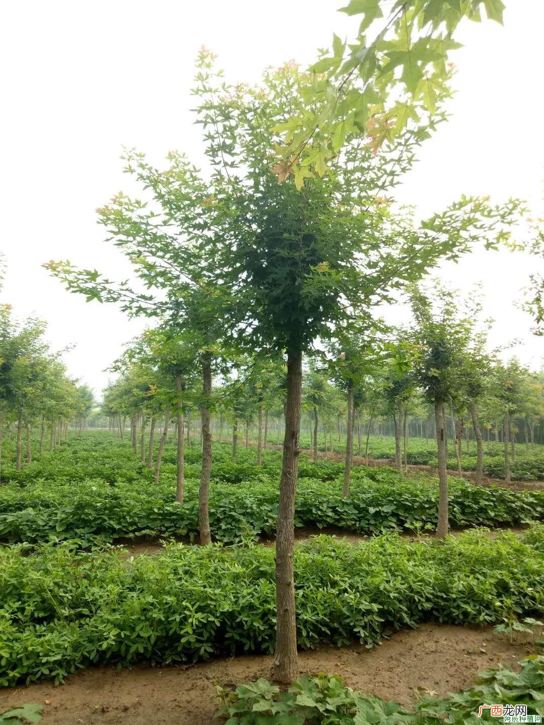 桑树常用除草剂详谈