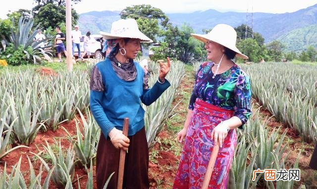 荟宝芦荟加盟费多少钱,芦荟护肤品代理