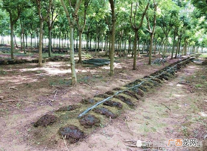 蚯蚓的养殖技术和方法 定陶养殖蚯蚓
