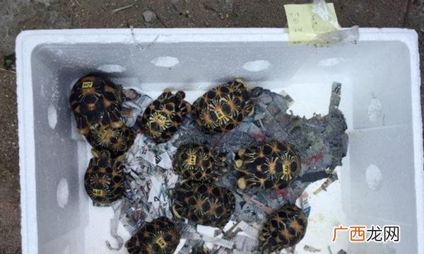 龟鳖鼋鼍 浦东龟鳖养殖基地在哪