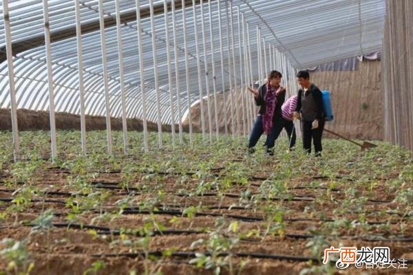 养殖蚯蚓一亩利润多少 法月萍养殖蚯蚓视频
